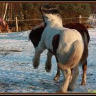 Toben im Schnee