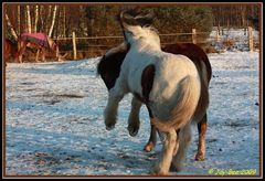 Toben im Schnee