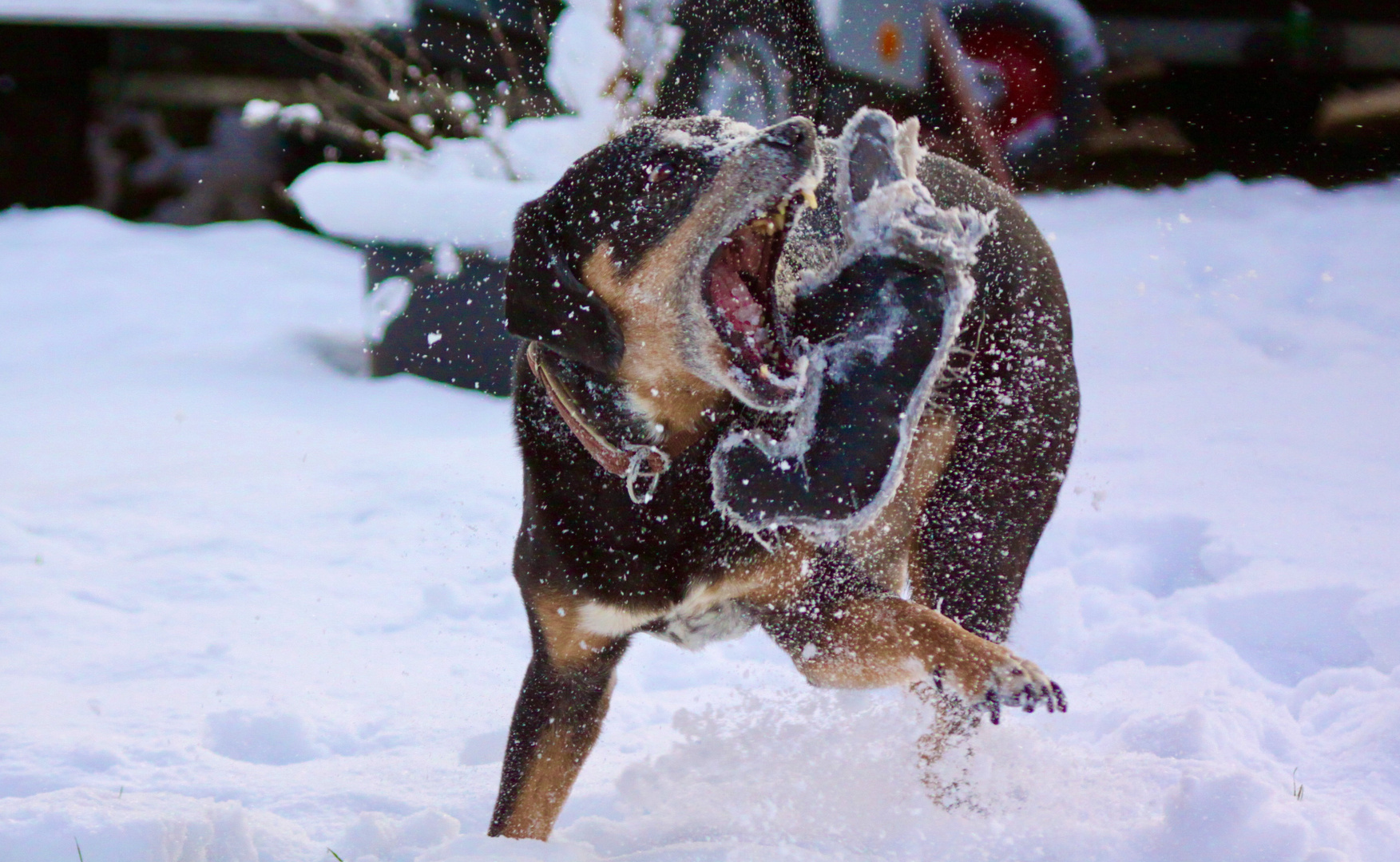 Toben im Schnee