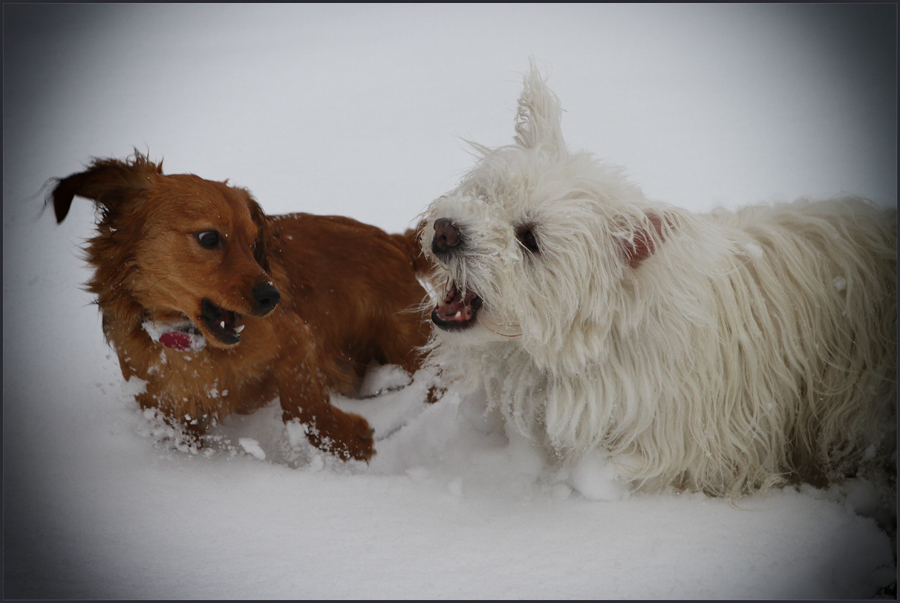 Toben im Schnee