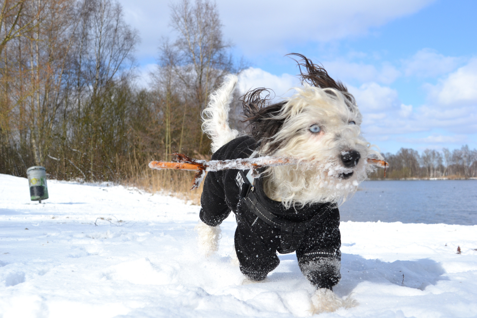 toben im schnee