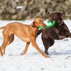 Toben im Schnee