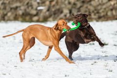 Toben im Schnee