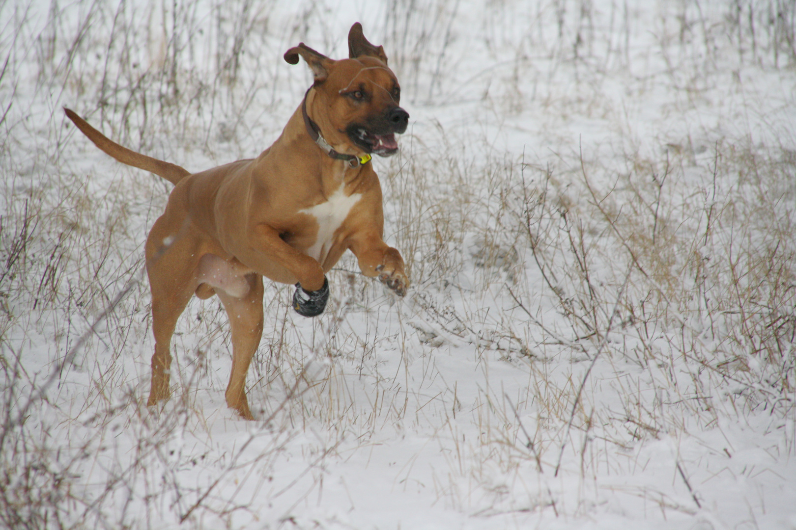 toben im Schnee mit noch mehr Power