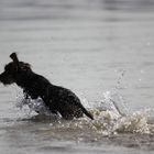 Toben im Wasser...