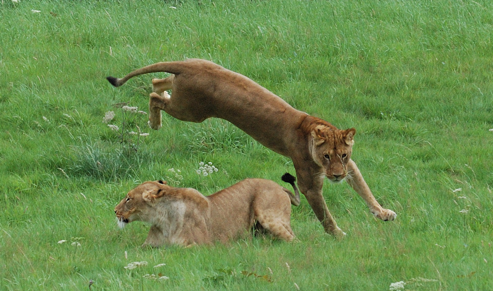 Toben im Wuppertaler Zoo