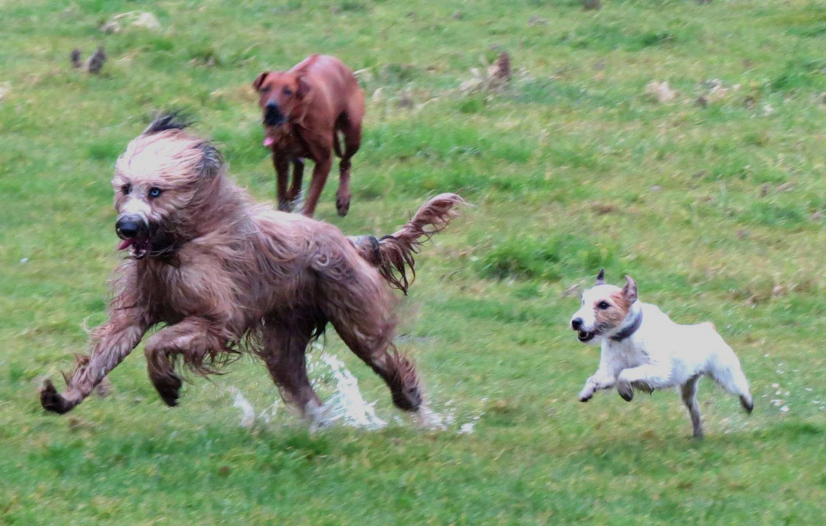 Toben in der Matsche