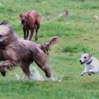 Toben in der Matsche