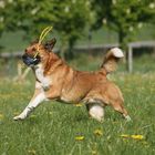 Toben mit dem Ball