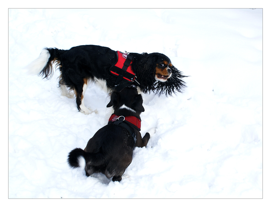 Toben mit Heidi