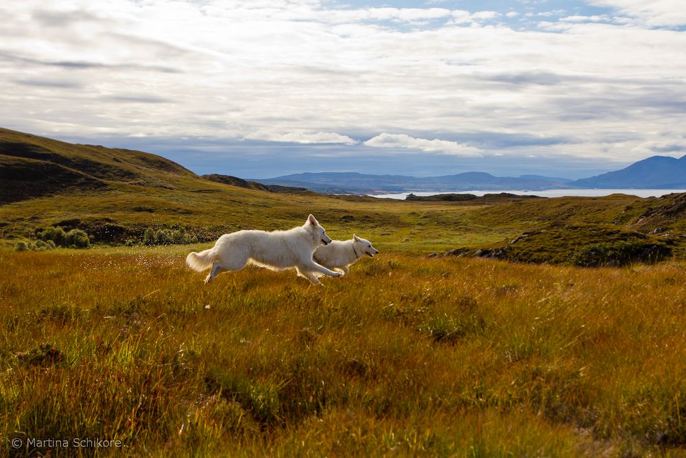 Tobende Hunde im schottischen Moor - Isle of Sky