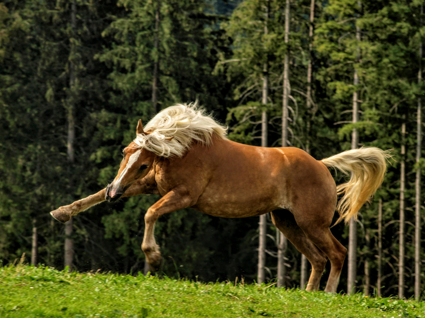 Tobender Haflinger