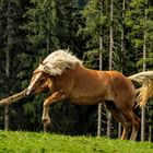 Tobender Haflinger