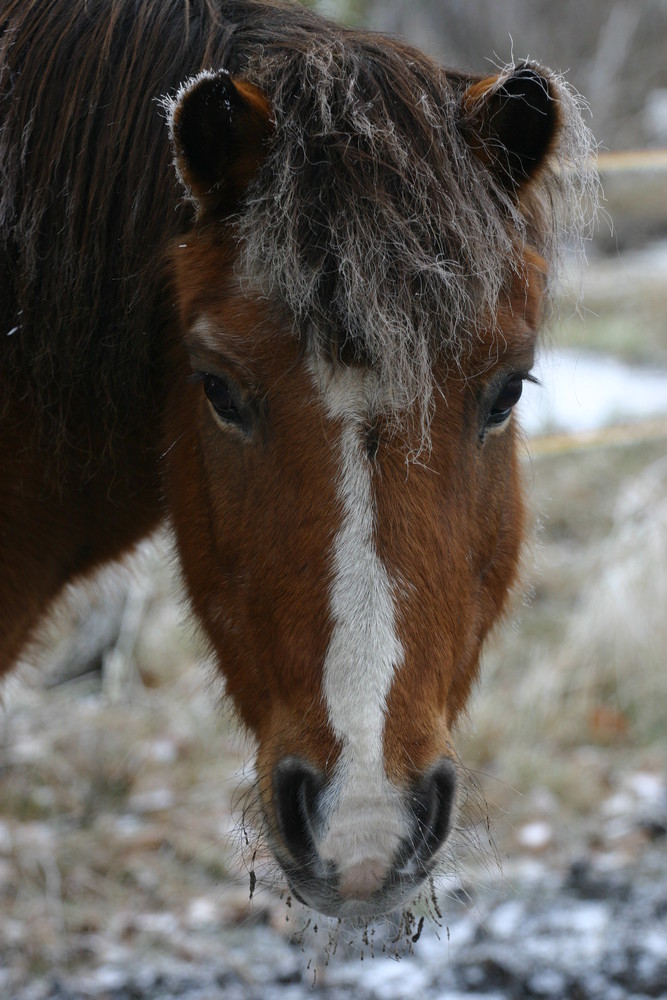 Tobi