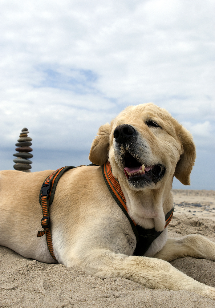 Tobi am Strand