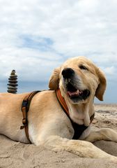 Tobi am Strand