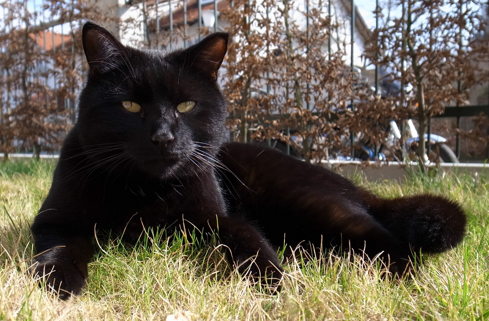 Tobi beim Sonnenbad