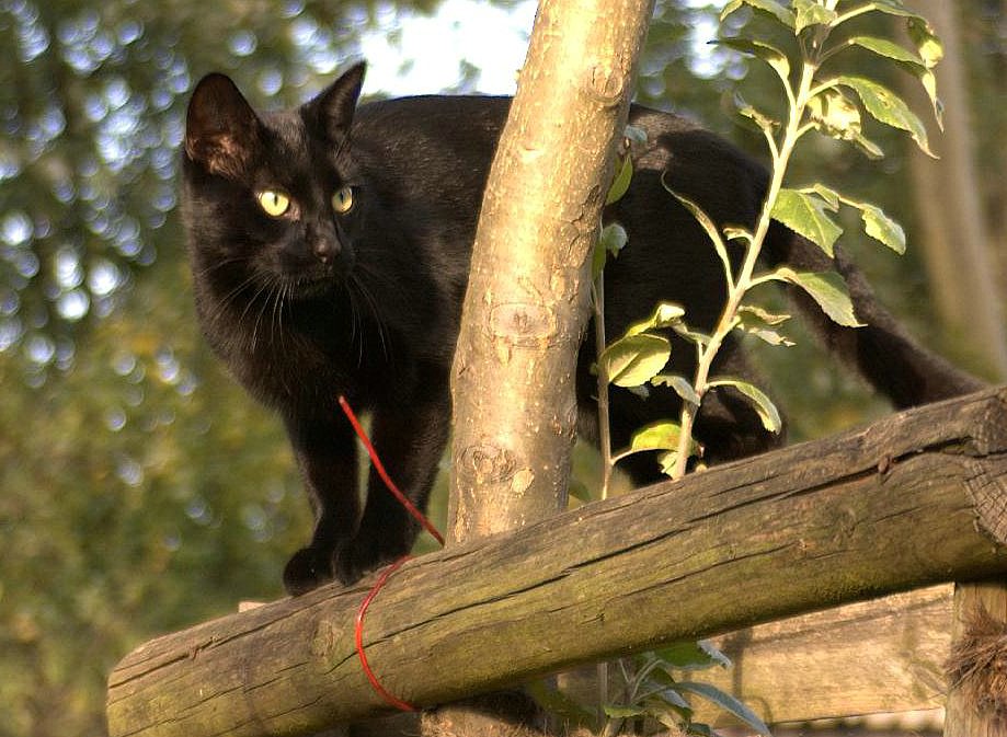 Tobi im Apfelbaum