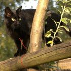 Tobi im Apfelbaum