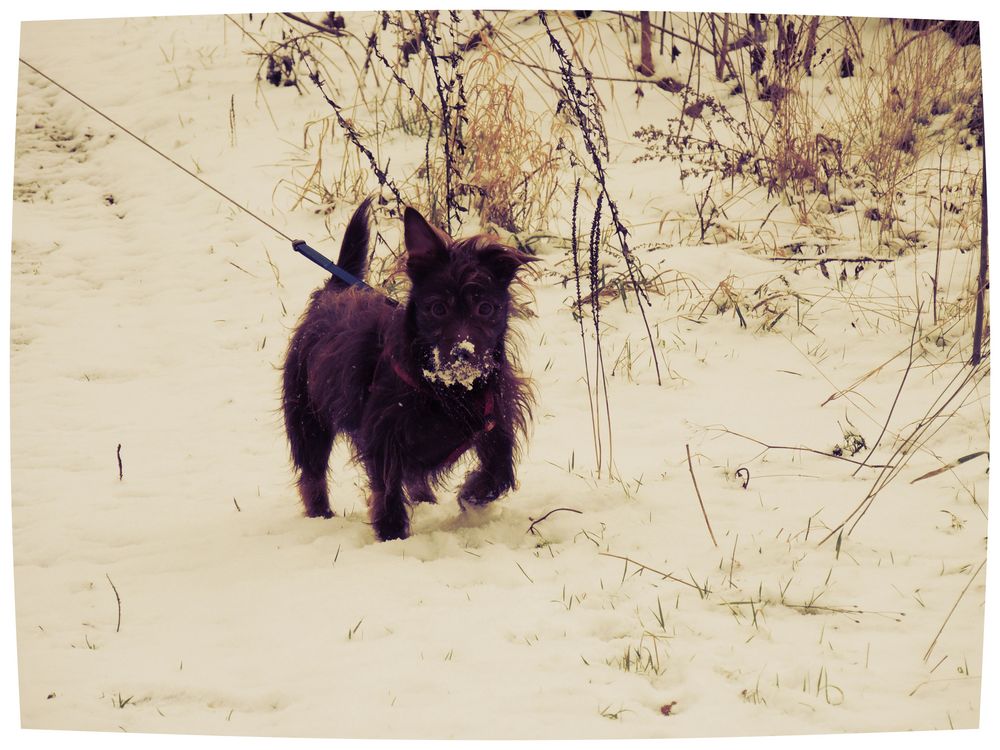 Tobi im Schnee