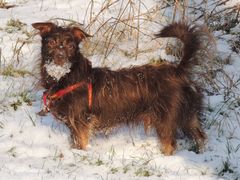 Tobi im Schnee