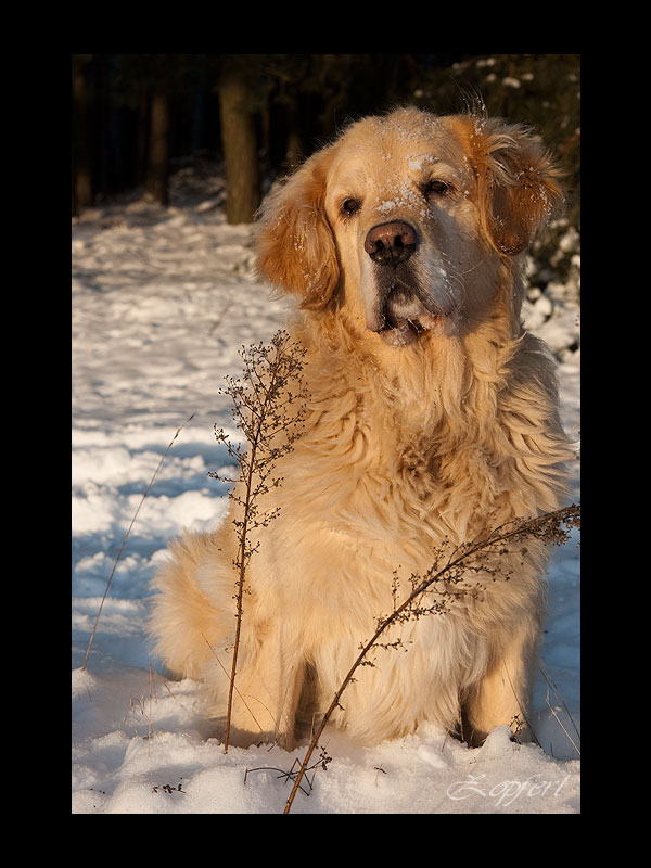 Tobi im Schneegestöber