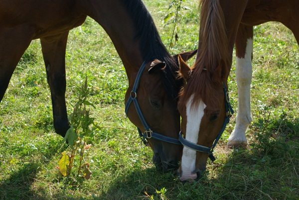 Tobi links vom Bild, Ramiro rechts (=