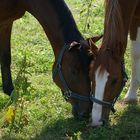 Tobi links vom Bild, Ramiro rechts (=