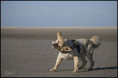 Tobi verdreht - am Strand in DK