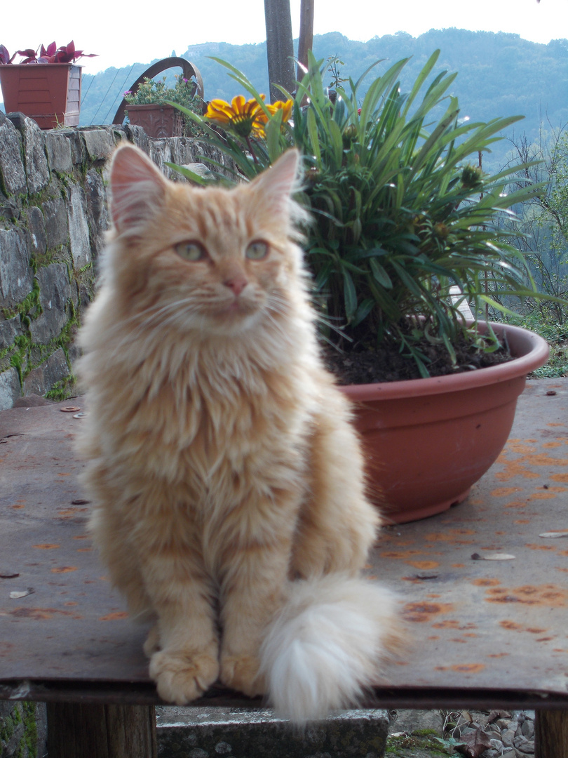 Tobia e il vaso di fiori