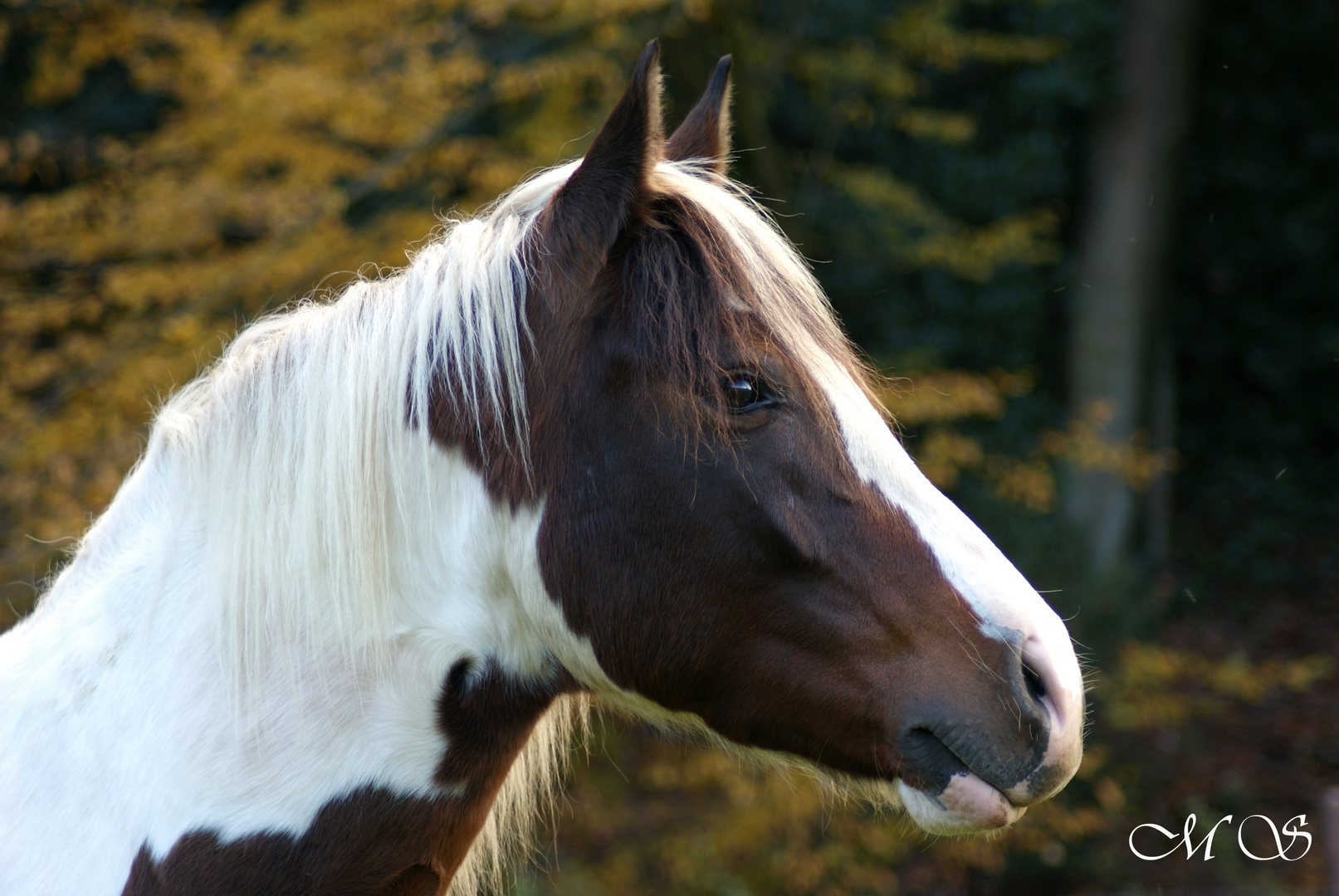 Tobiano