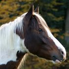 Tobiano