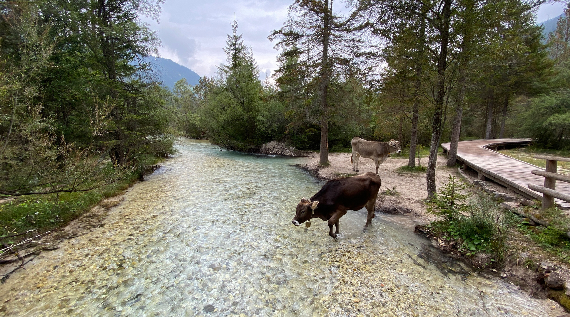 Toblacher See Rind