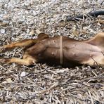 Toby beim toben gesehen am Strand