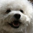 Toby der Bichon