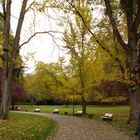 Toby en el parque