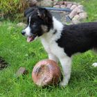 Toby mit seinem Ball