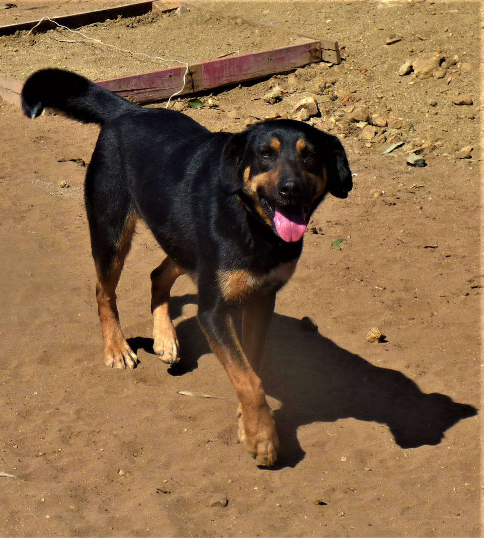 Toby, perrito en un refugio (Chile)