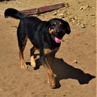 Toby, perrito en un refugio (Chile)