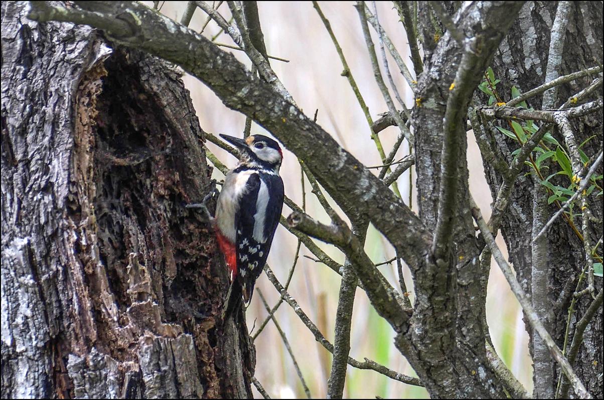 Toc toc toc toc....Pic Epeiche de Vaugrenier