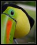 Toc toc toucan de mohane 