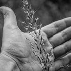 TOCANDO LA NATURALEZA/TOUCHING THE NATURE.