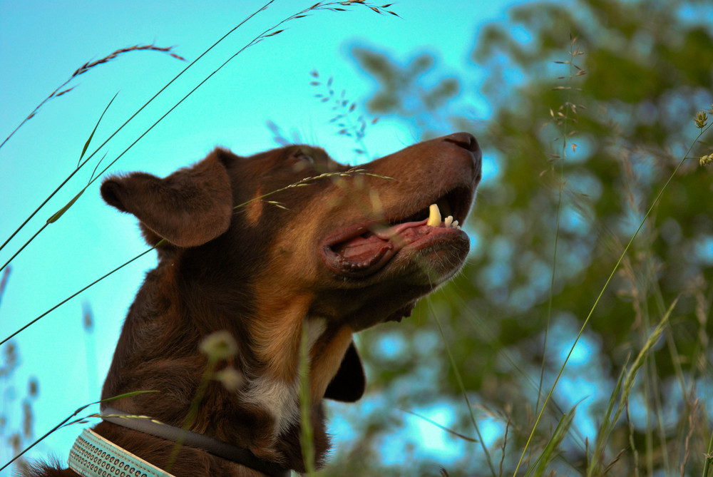 Tochters Hund Palu