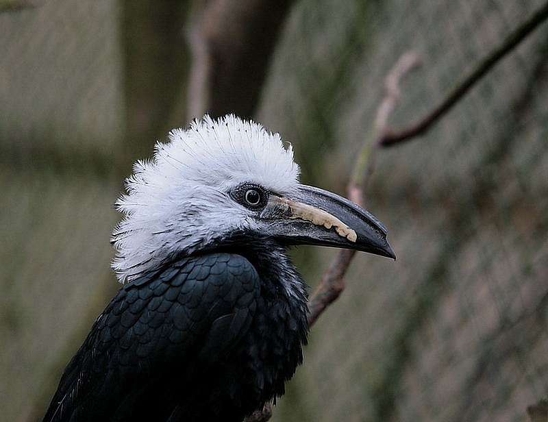 Tockos Albochristatus