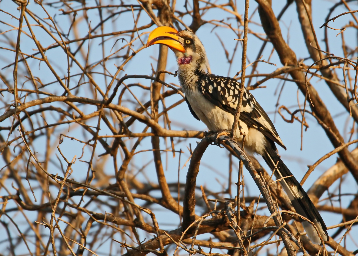 Tockus flavirostris