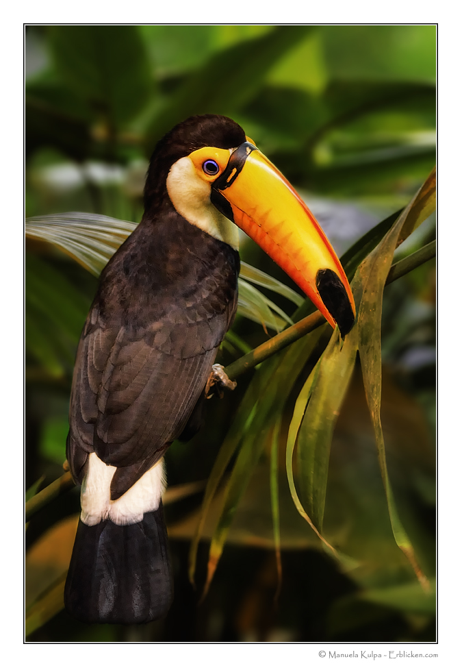 Toco toucan ...