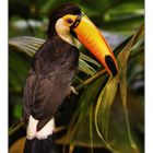 Toco toucan ...