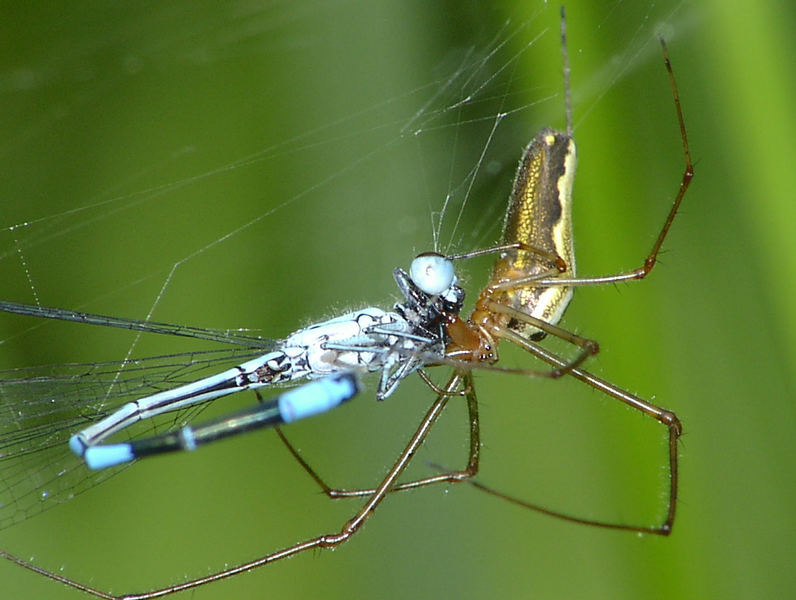 Tod am Gartenteich Foto & Bild tiere, wildlife, insekten Bilder auf