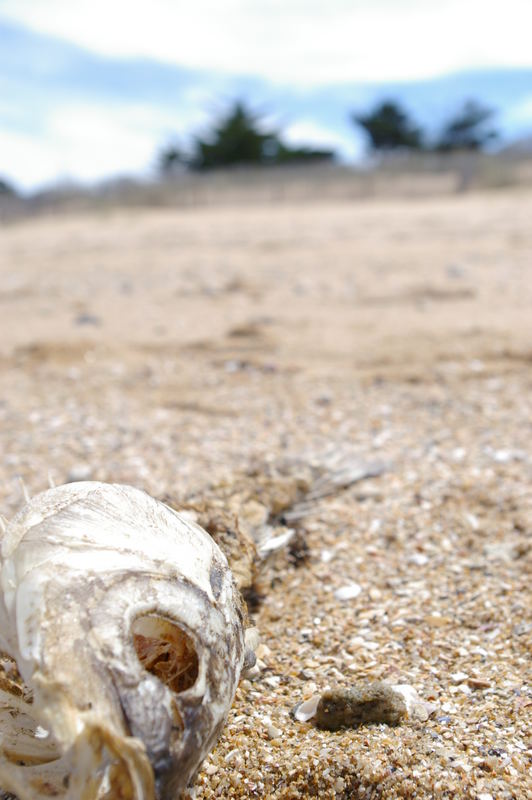 Tod am Strand