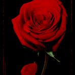 -Tod der Rose -